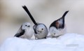 Oiseaux des neiges
